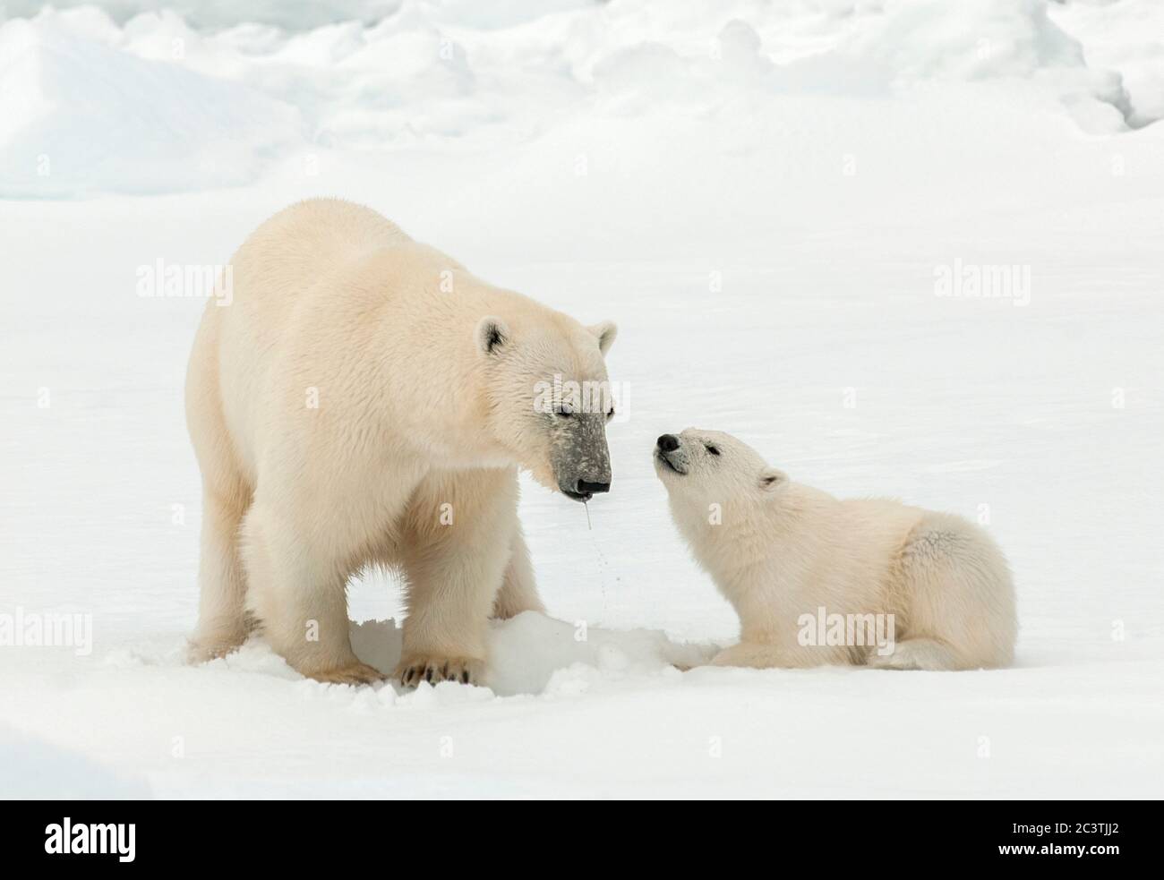 Ours polaire (Ursus maritimus), Béass polaire avec un jeune animal dans la neige, Norvège, Svalbard Banque D'Images