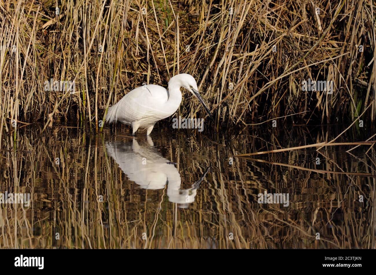Little Egret, Egretta garzetta, pêche, lacs de Lackford, Suffolk Wildlife Trust Banque D'Images