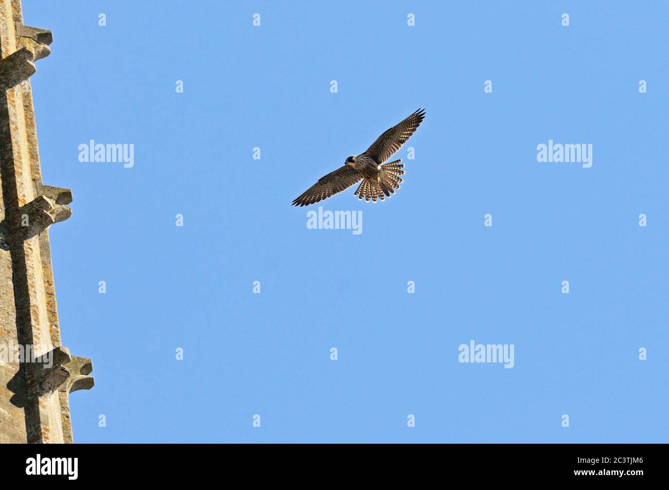 Faucon pèlerin, Falco peregrinus, en vol près de la cathédrale de Norwich, Norfolk, Royaume-Uni Banque D'Images