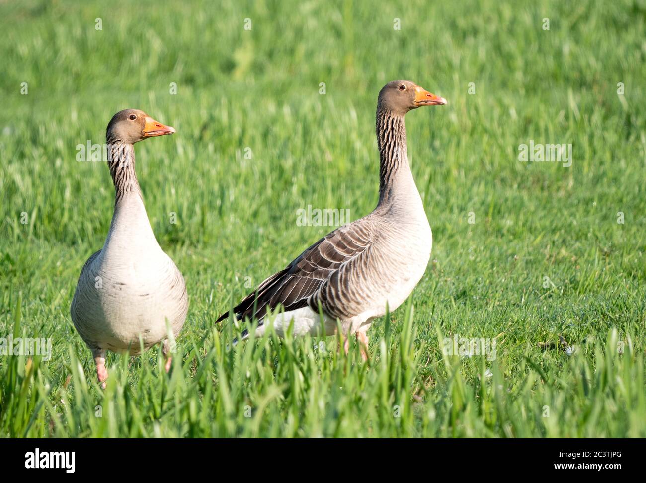 L'oie des graylag (Anser anser), deux adultes perchés à gras, pays-Bas Banque D'Images