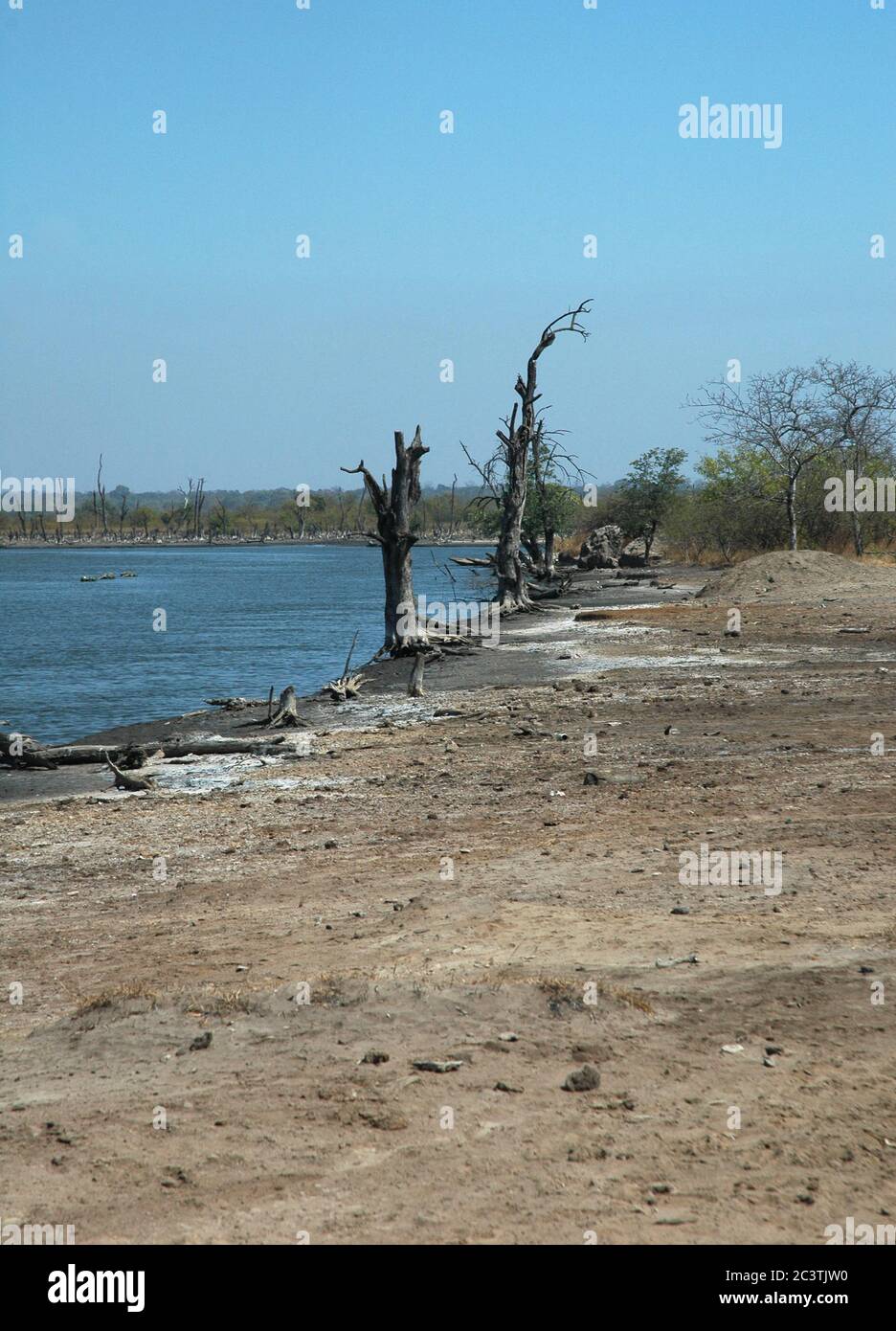 Arbres morts sur la rivière Gambie, Gambie Banque D'Images