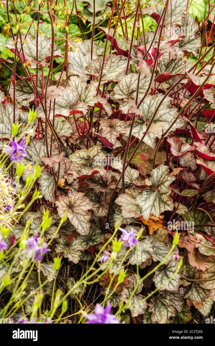 Heuchera 'voile d'étain' Heuchera Hardy vivaces jardin Heucheras feuillage feuilles vivaces plantes ombragées bordure Hardy Banque D'Images