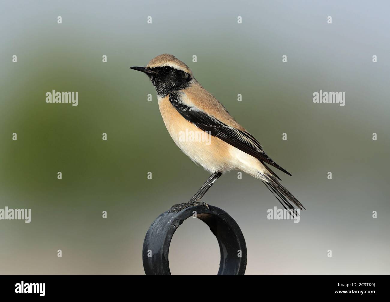 Wheatear du désert (Oenanthe desdéerti), homme perching sur une œuvre d'art artisanale, vue latérale, Oman Banque D'Images