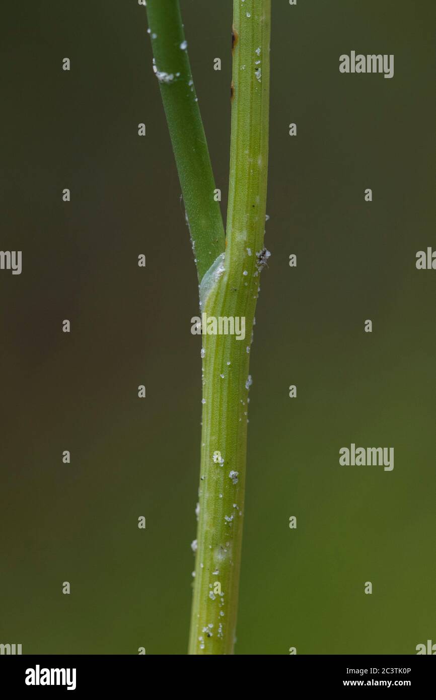 Ail de campagne, ail de corbeau, oignon sauvage (Allium vineale), ligula, pays-Bas, Frise Banque D'Images