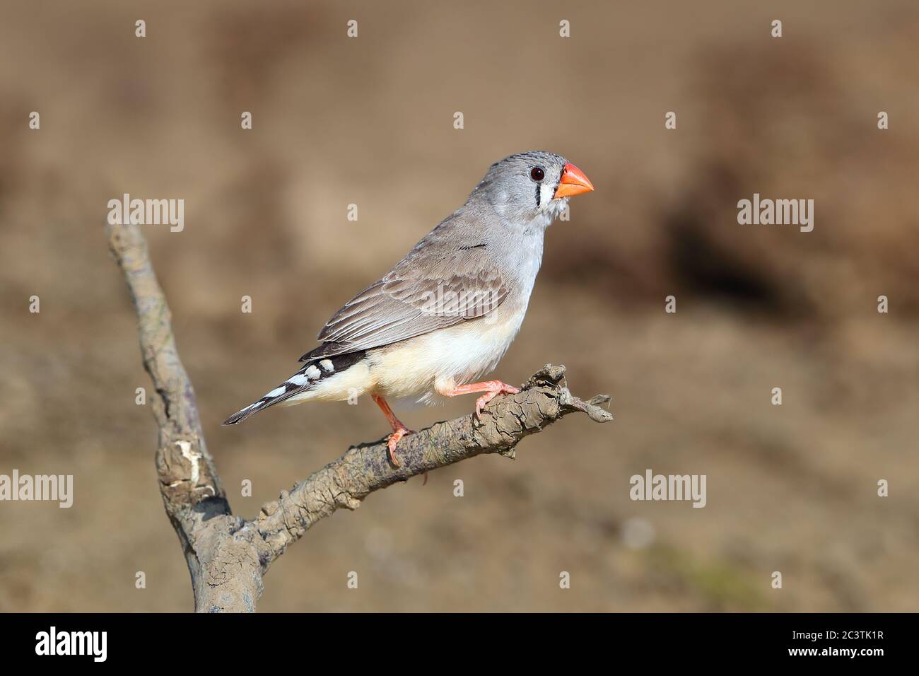 Zebra finch (Poephila guttata, Taeniopygia guttata), femelle adulte, Australie, Queensland, long Waterhole Banque D'Images