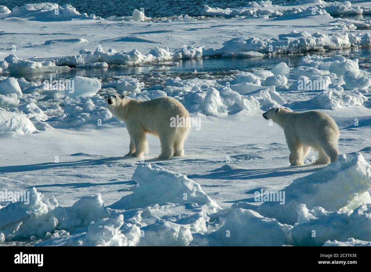 Ours polaire (Ursus maritimus), Béass polaire marchant avec l'ours cub sur la banquise, vue latérale, Norvège, Svalbard Banque D'Images