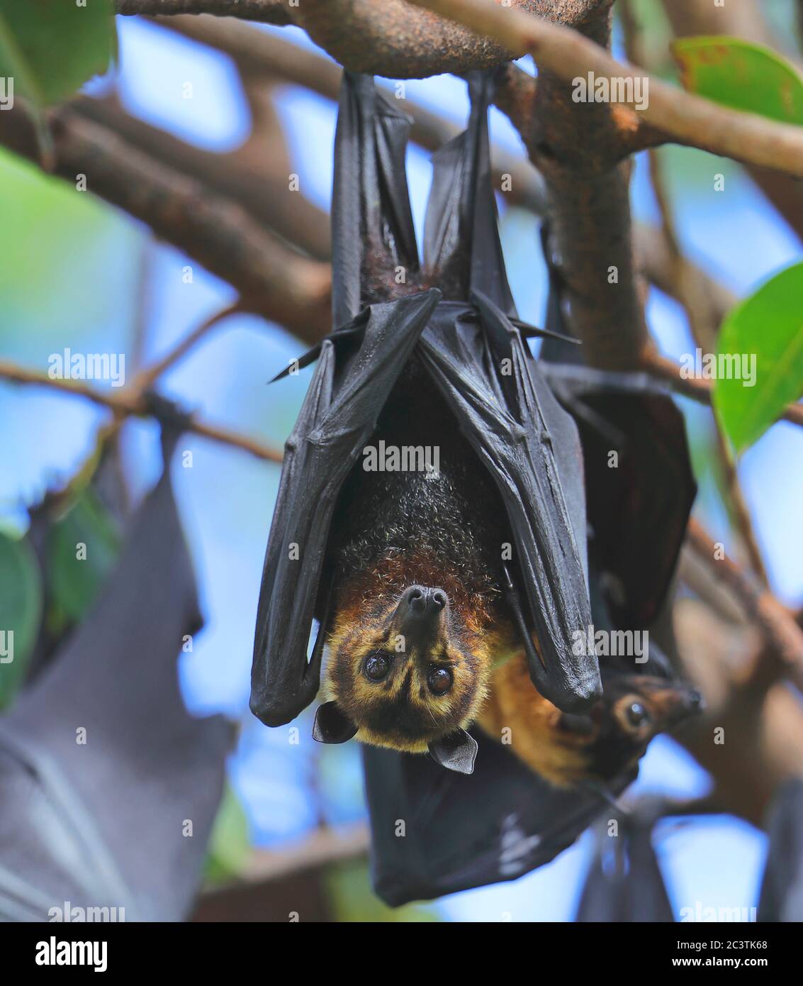 Renard volant de façon spectaculaire, chauve-souris de fruits de façon spectaculaire (Pteropus osbrillatus), accrochée à une branche, vue de face, Australie, Queensland Banque D'Images
