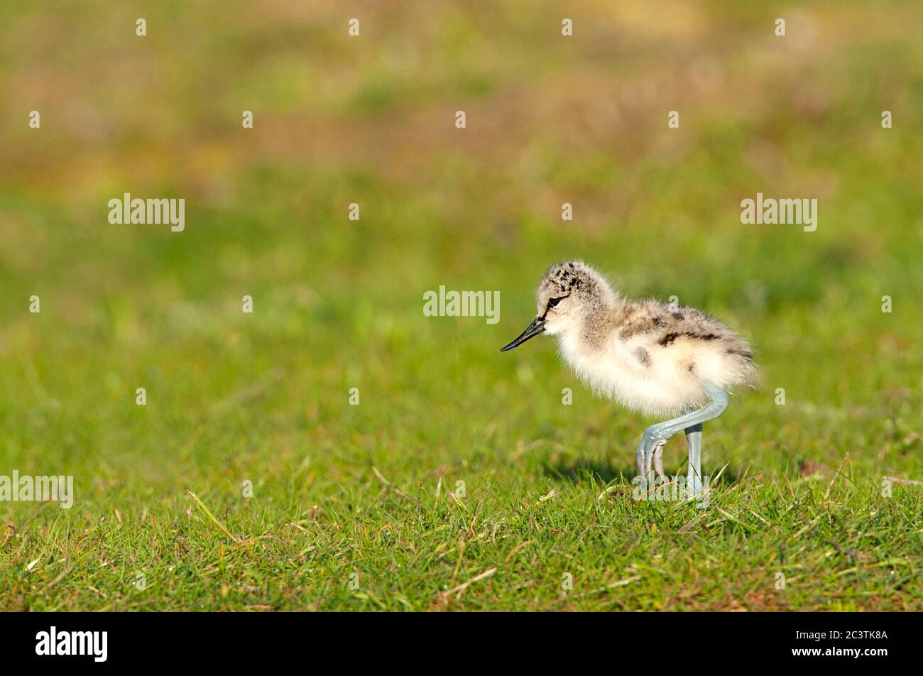 pied avocat (Recurvirostra avosetta), poussin dans un pré, vue latérale, pays-Bas, Texel Banque D'Images