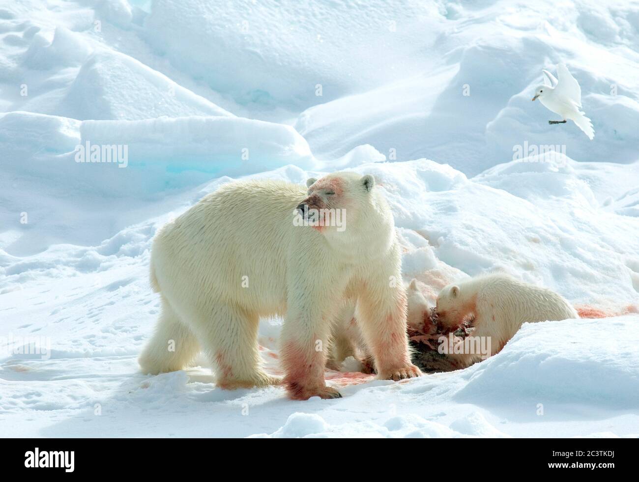 Ours polaire (Ursus maritimus), Béaresson polaire avec deux petits nourrissant un phoque, goéland ivoire en vol terrestre, Norvège, Svalbard Banque D'Images