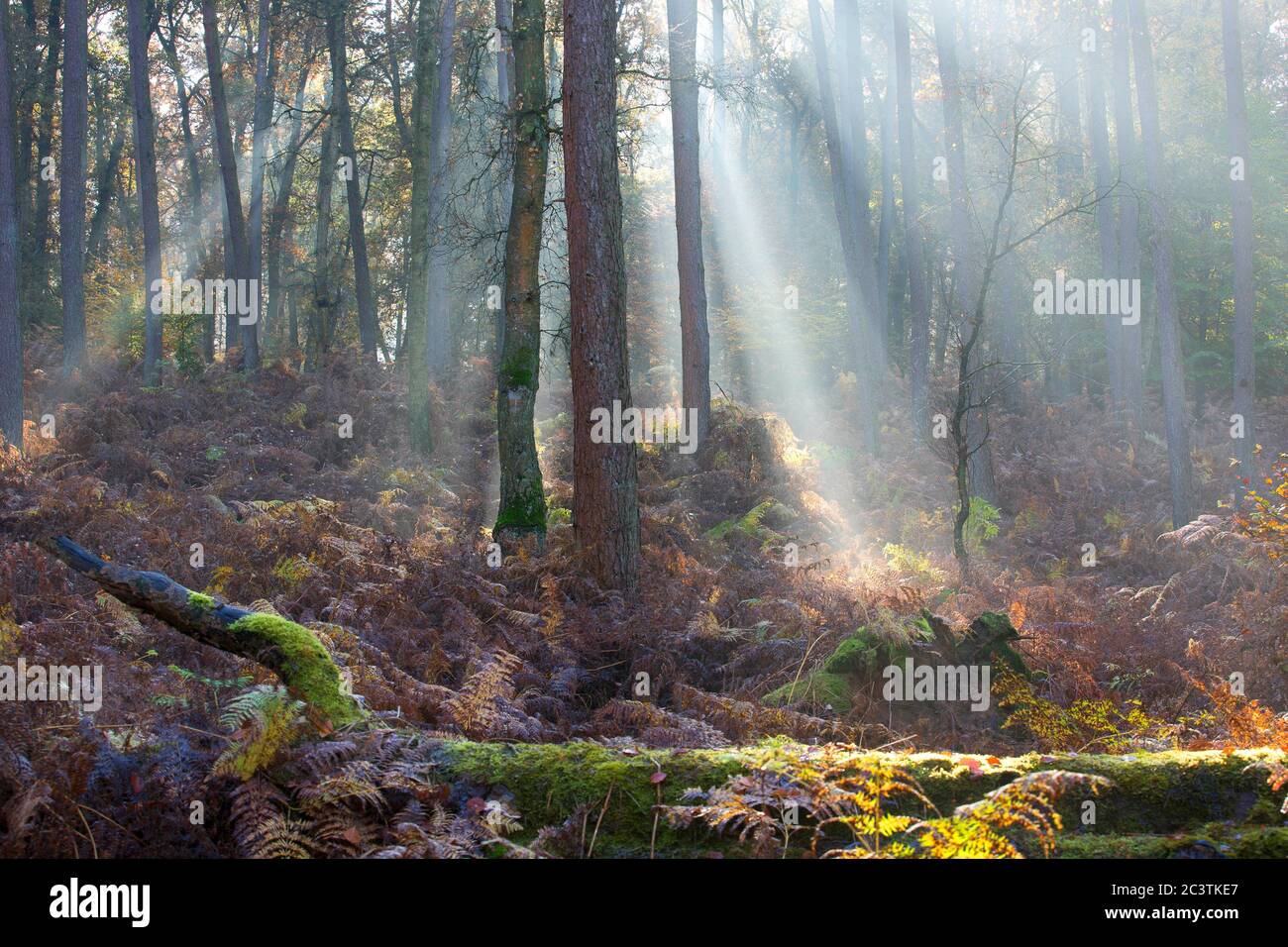 PIN écossais, PIN écossais (Pinus sylvestris), poutres solaires dans la forêt de pins brumeux, pays-Bas, Gelderland, Veluwe, Speulderbos Banque D'Images