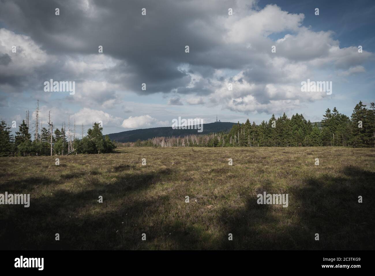 Sentier de randonnée en forêt à harz allemand avec broken Banque D'Images