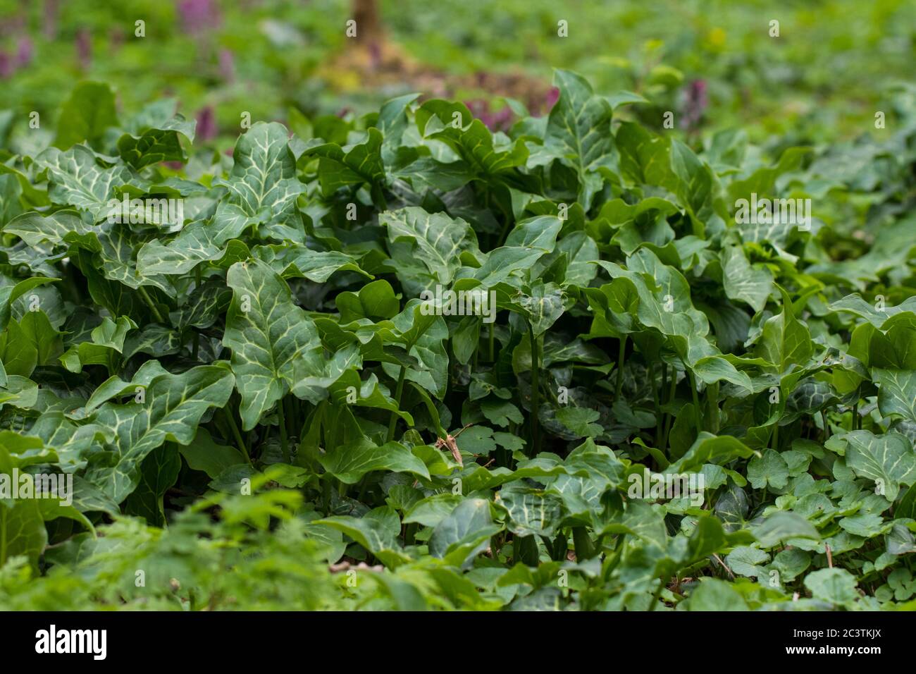 Les seigneurs et dames italiens, arum italien (Arum italicum), laisse dans un jardin, pays-Bas, Groningen, Zuidhoorn Banque D'Images