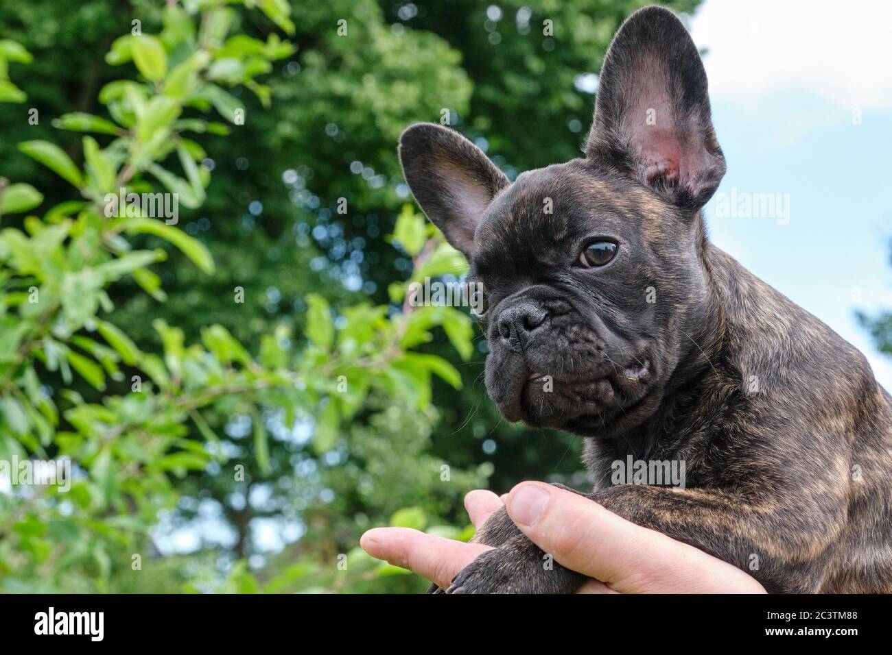Bouledogue Francais Bringe Banque D Image Et Photos Alamy
