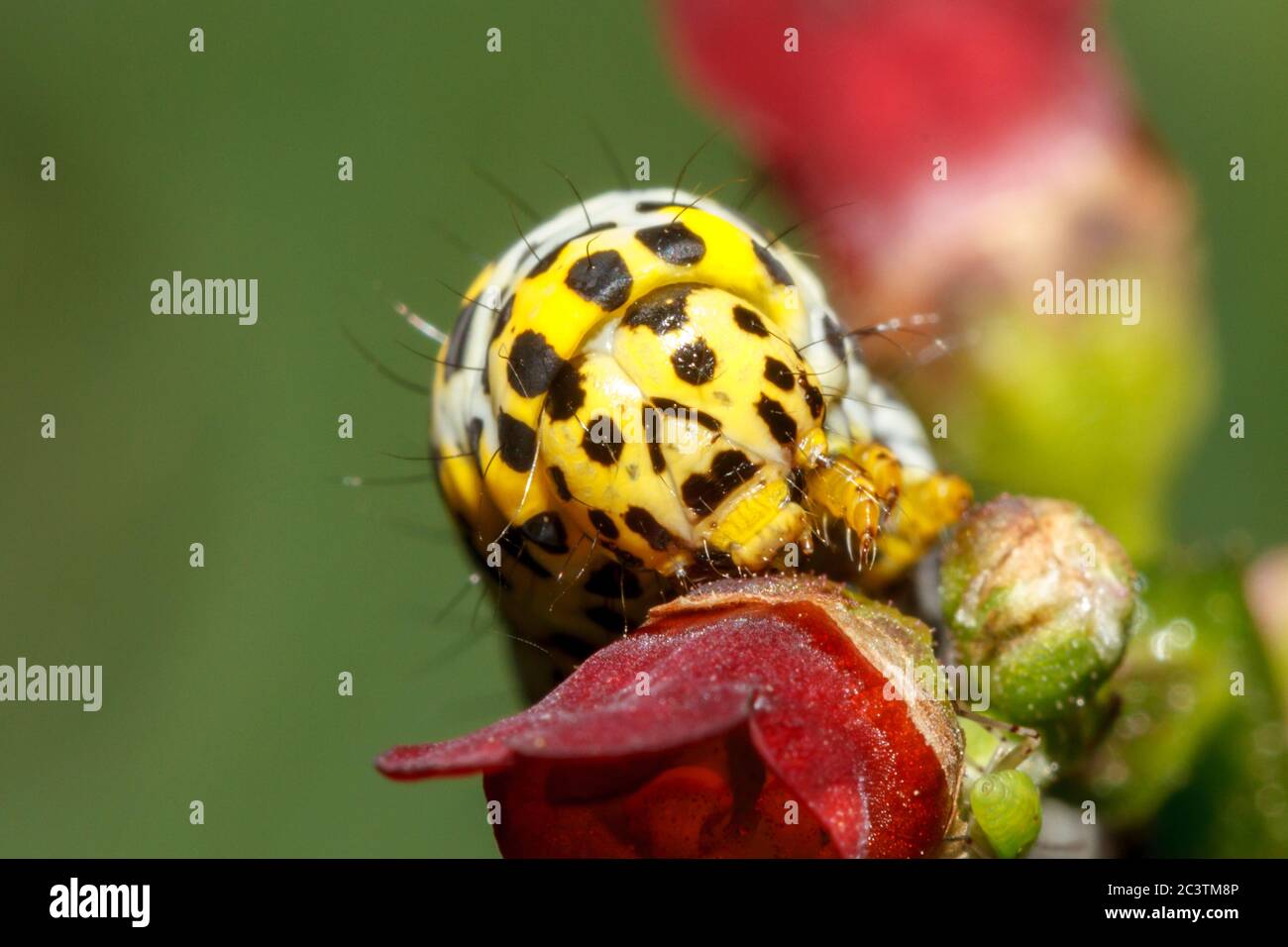 Hailsham, Royaume-Uni. 22 juin 2020. Ces chenilles à papillons de Mullein (Cucullia verbasci) semblent avoir des marques qui ressemblent à un visage humain. Avec des yeux, un nez et une bouche, ces chenilles ont été vues dans le jardin des photographes à East Sussex, au Royaume-Uni. Crédit : Ed Brown/Alamy Live News Banque D'Images