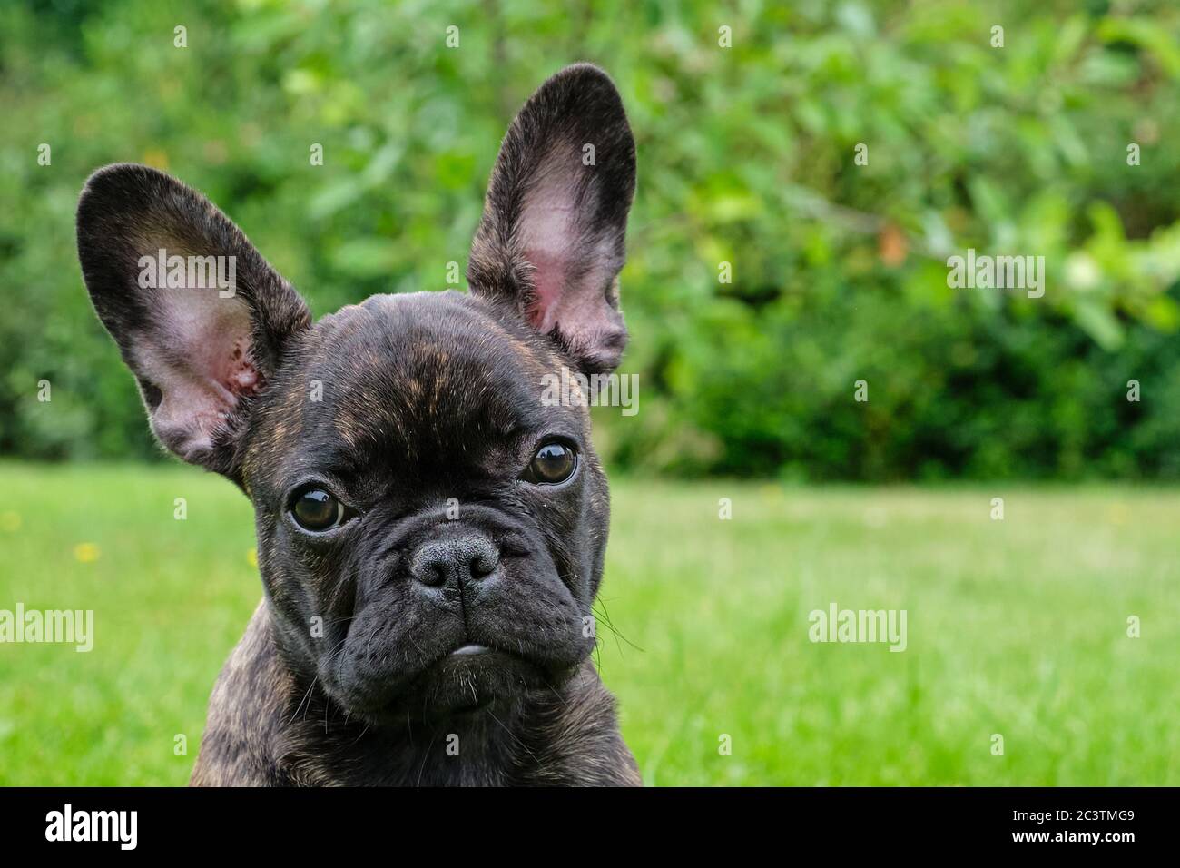 Tête d'un adorable chien Bulldog français bringé brun et noir, sur fond  naturel Photo Stock - Alamy