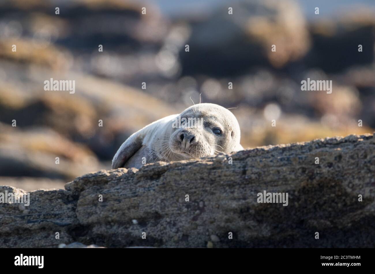 Phoque gris, Ravenscar, Yorkshire du Nord Banque D'Images