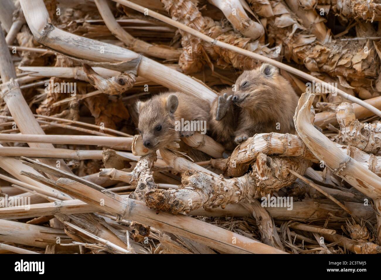 Une famille de Rock Hyrax (Procavia capensis). Photographié en Israël Banque D'Images