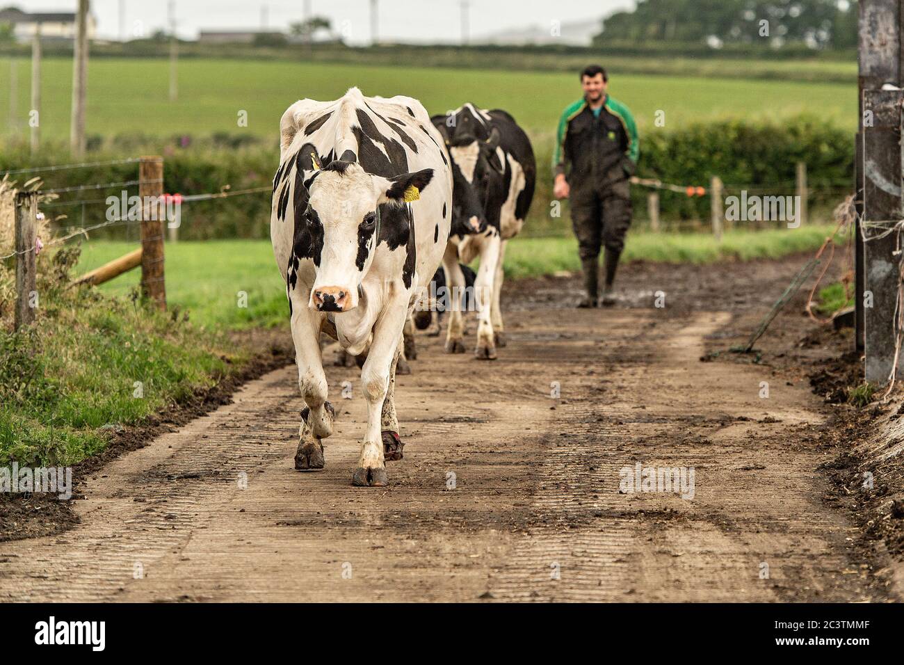 Temps de traite Banque D'Images