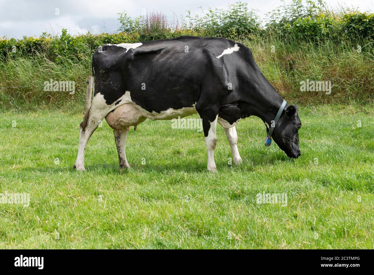vache holstein pâturage Banque D'Images