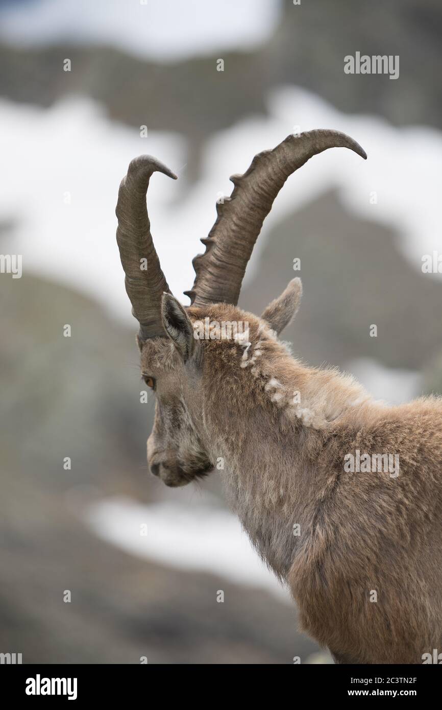 Un ibex sur une montagne Banque D'Images