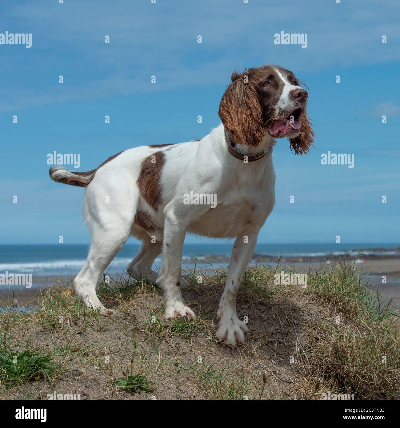 English springer spaniel chien Banque D'Images