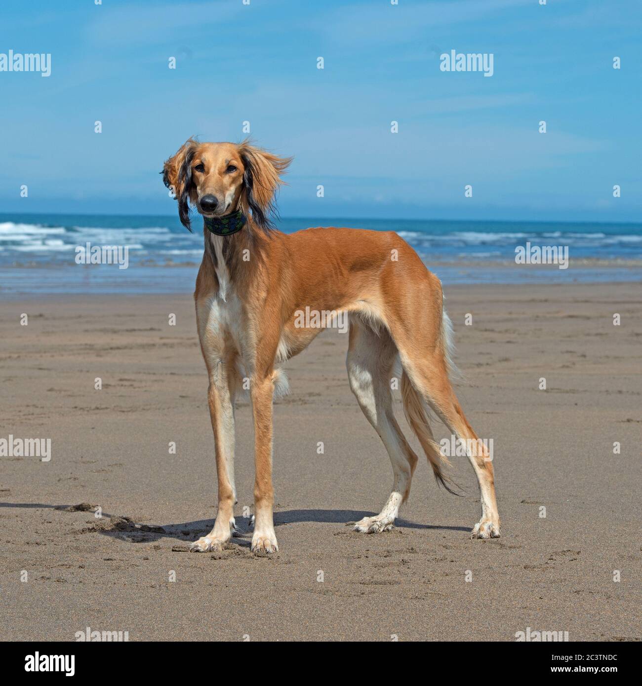 Saluki Banque D'Images