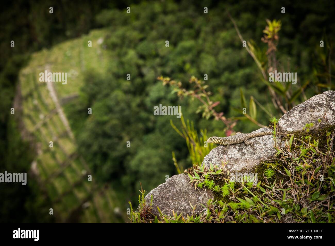 Dans les montagnes du Machu Picchu, il est possible de voir comment les Incas ont créé leur ville sacrée au Pérou. Banque D'Images