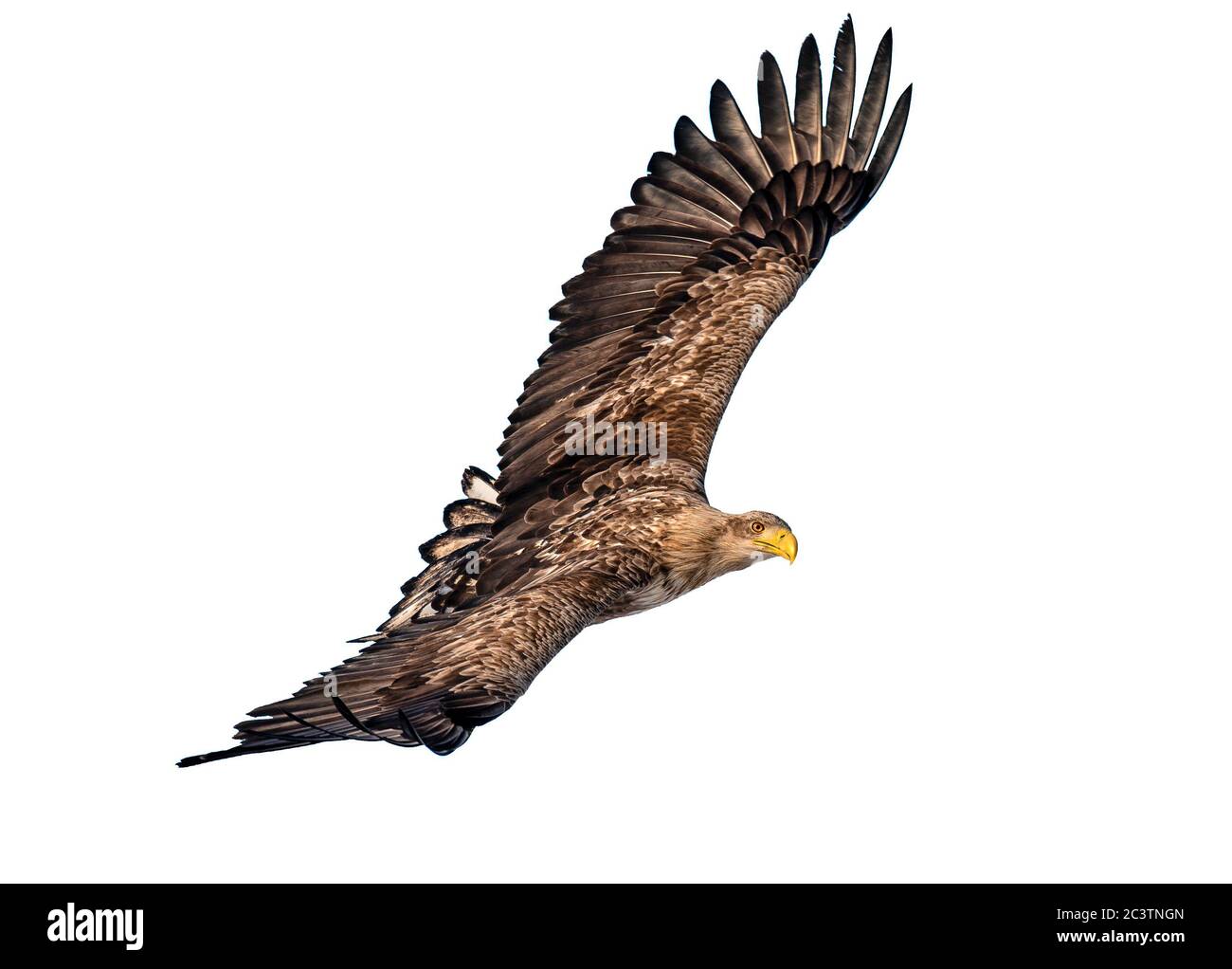 EAGLE à queue blanche juvénile en vol avec ailes écartée. Nom scientifique: Haliaeetus albicilla. Fond bleu ciel. Banque D'Images