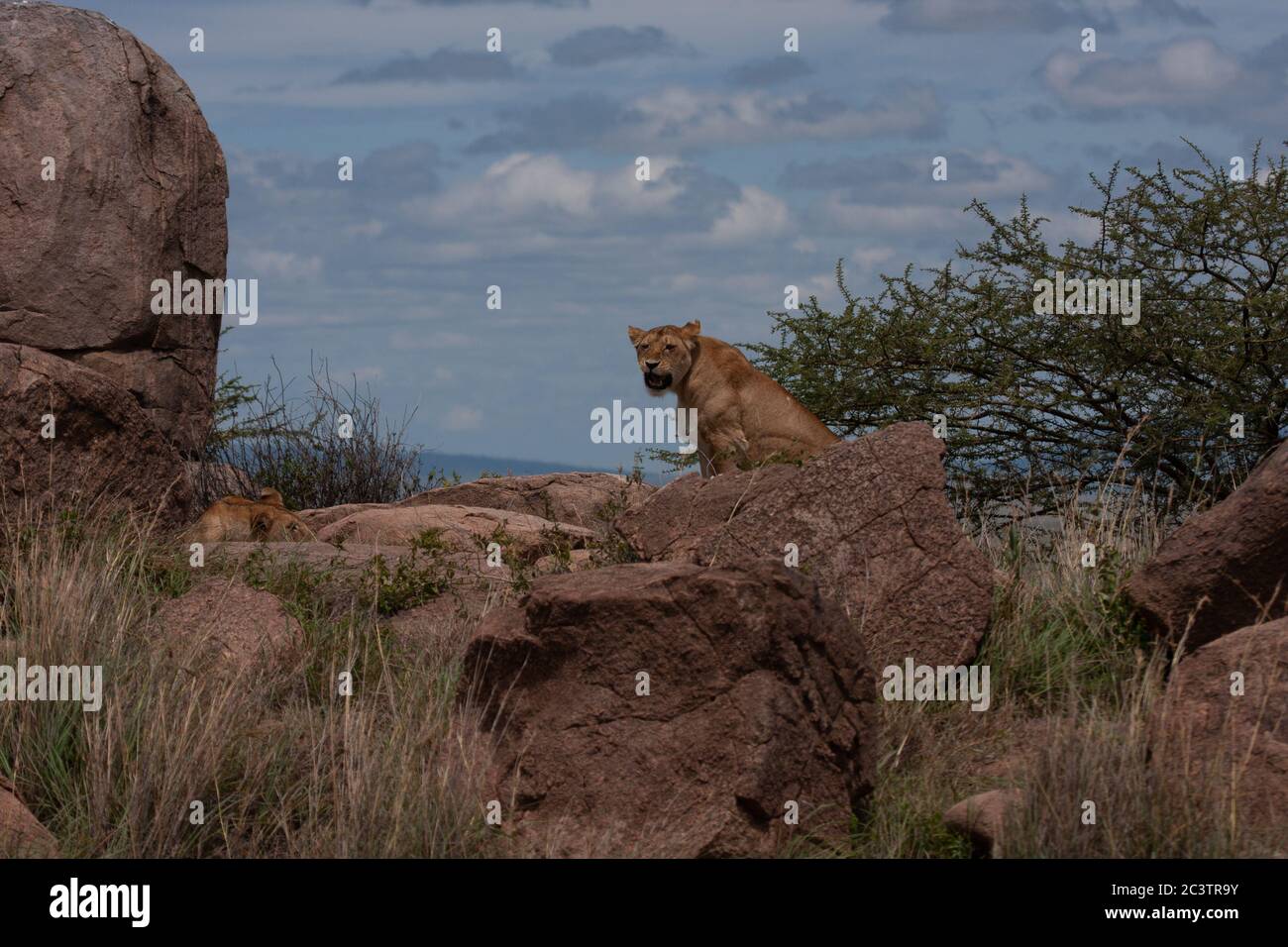 Femme Lionne (Panthera leo) Banque D'Images