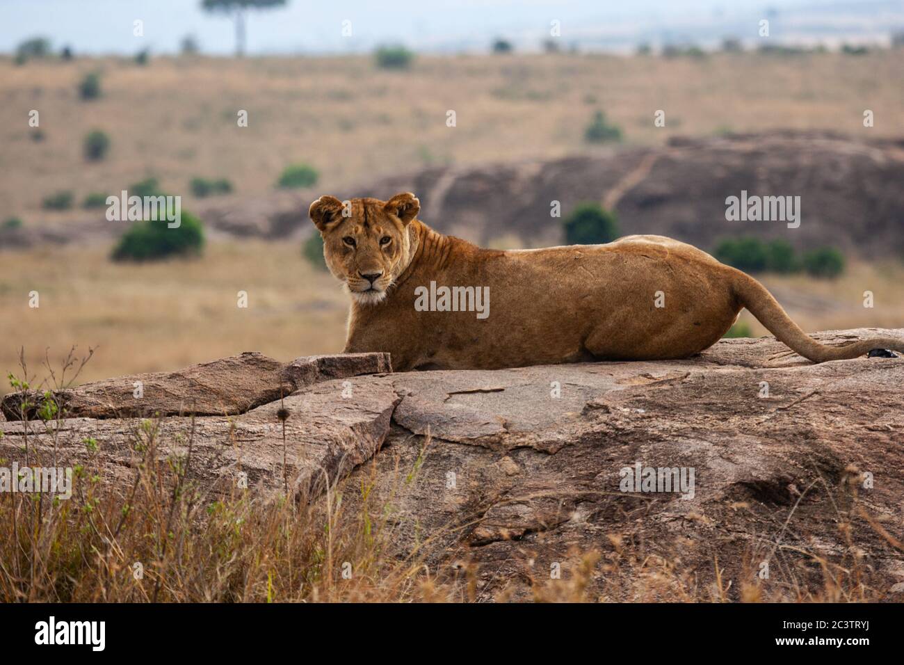 Femme Lionne (Panthera leo) Banque D'Images
