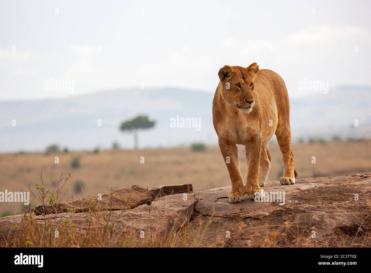 Femme Lionne (Panthera leo) Banque D'Images