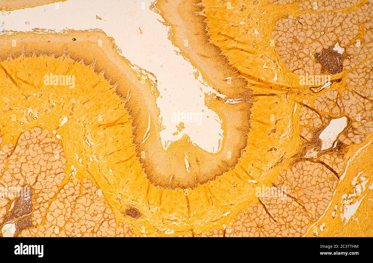 Oesophage de mammifères, vue au microscope Banque D'Images