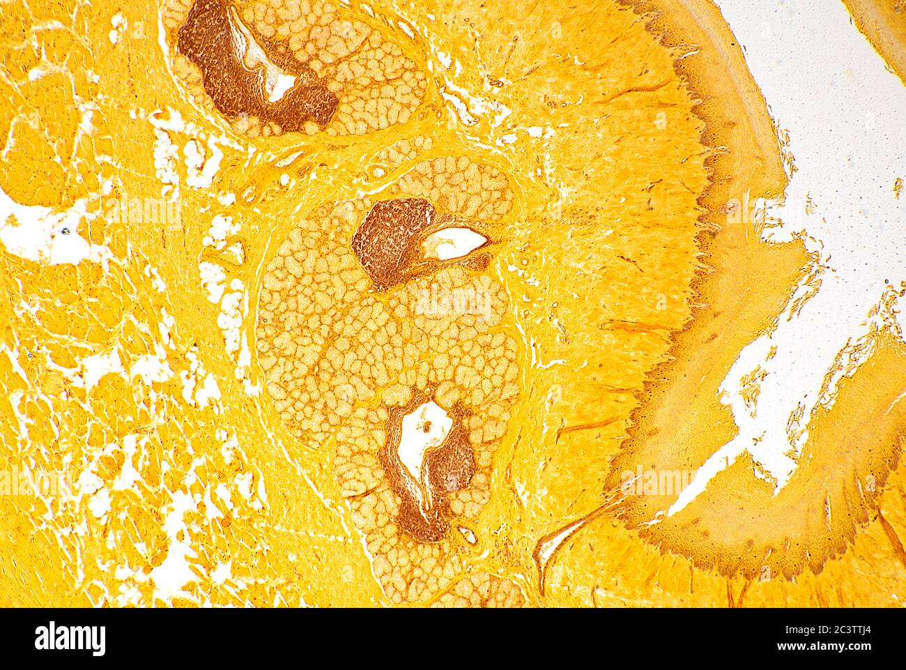 Oesophage de mammifères, vue au microscope Banque D'Images