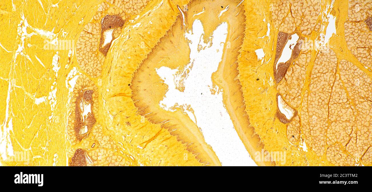 Oesophage de mammifères, vue au microscope Banque D'Images