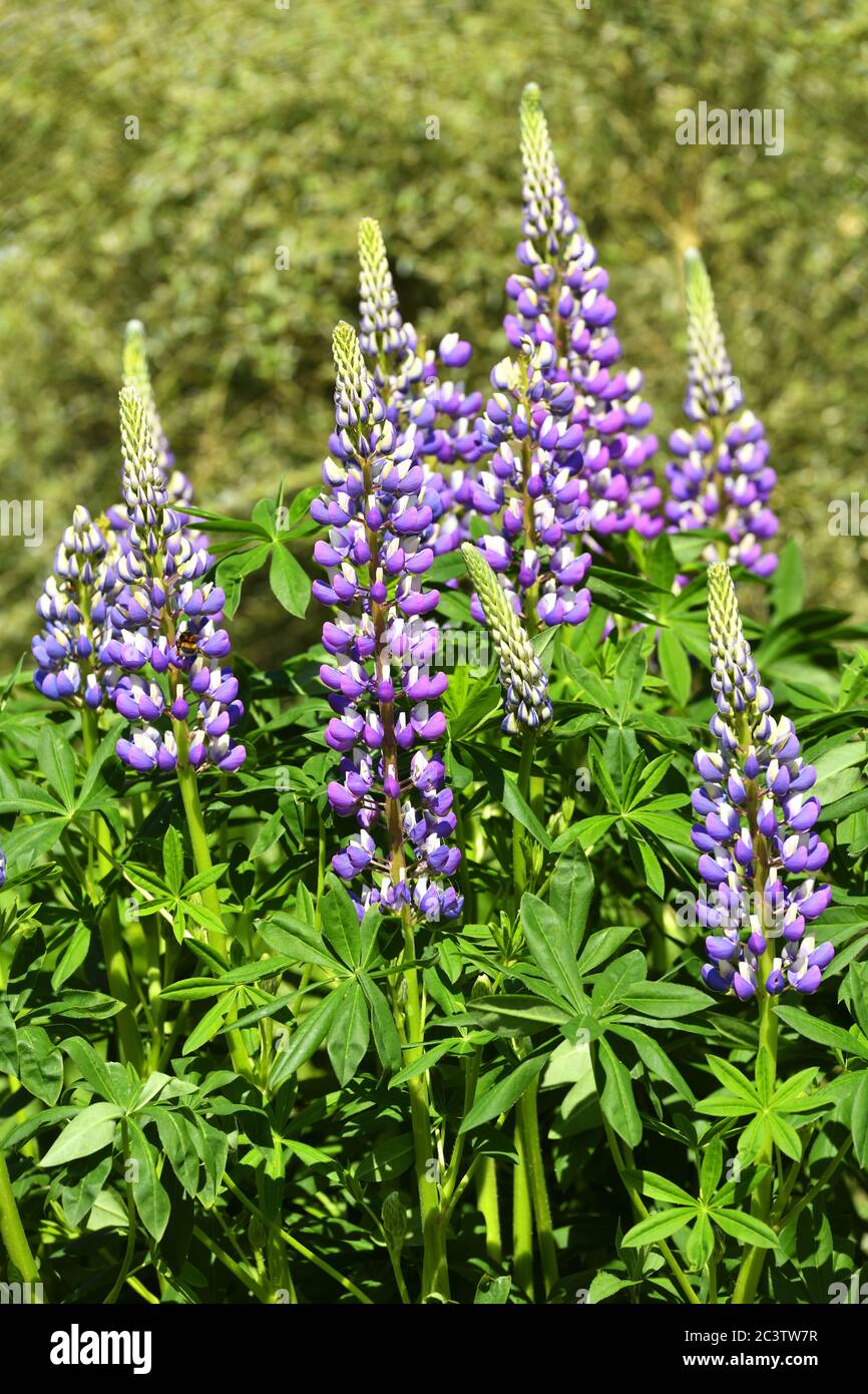 Lupin, Lupinus, Lupinen Banque D'Images