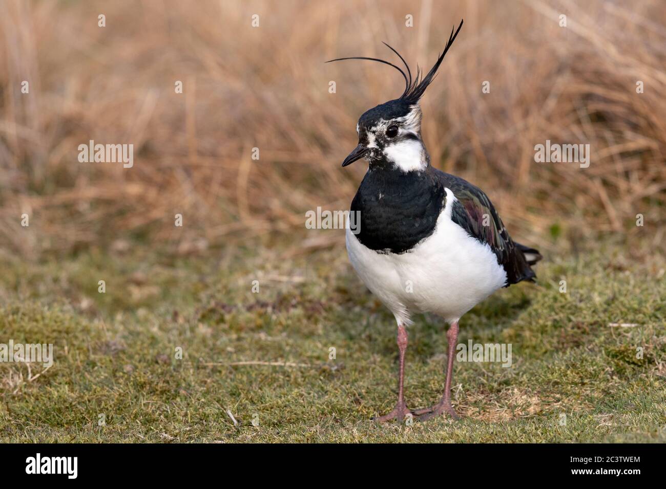 Un nain du Nord (Pluvialis abricaria) sur un domaine de tir dans les Pennines, dans le Yorkshire du Nord. Banque D'Images