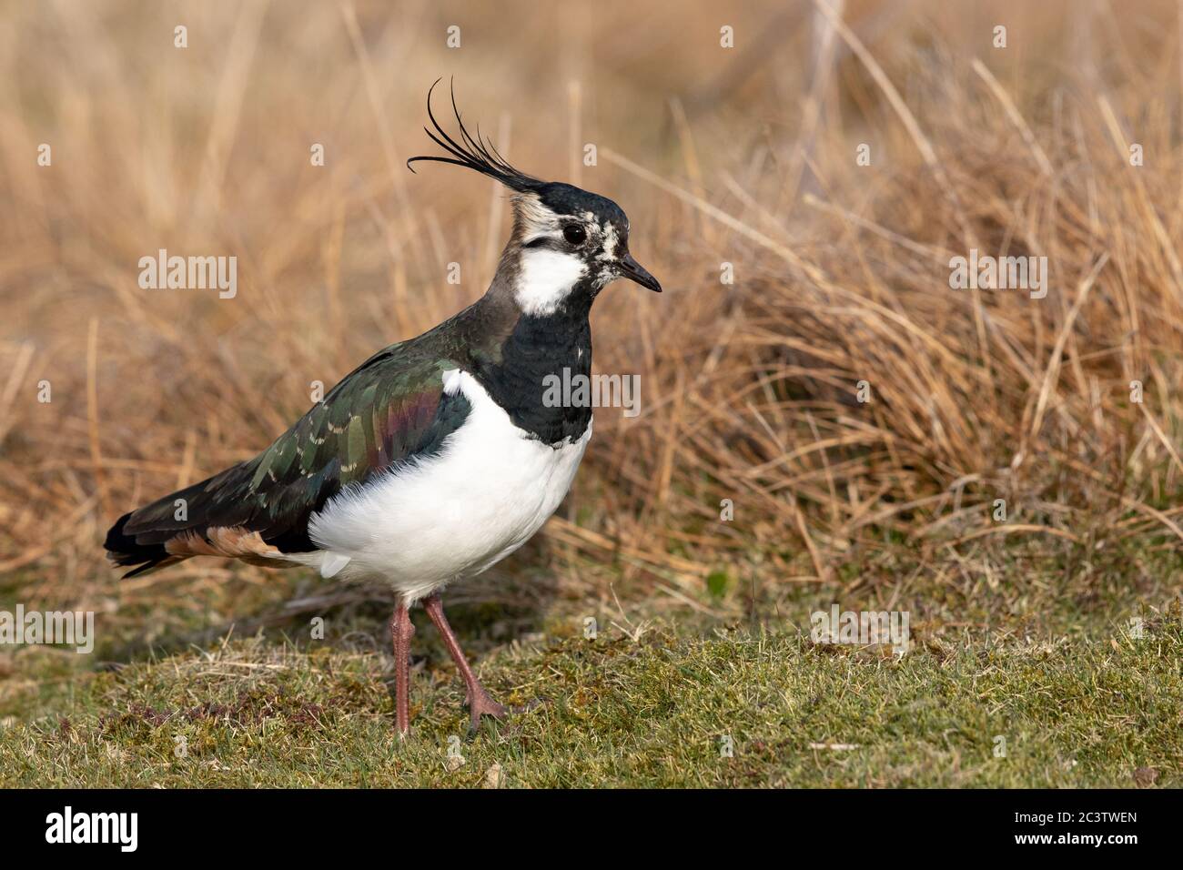 Un nain du Nord (Pluvialis abricaria) sur un domaine de tir dans les Pennines, dans le Yorkshire du Nord. Banque D'Images