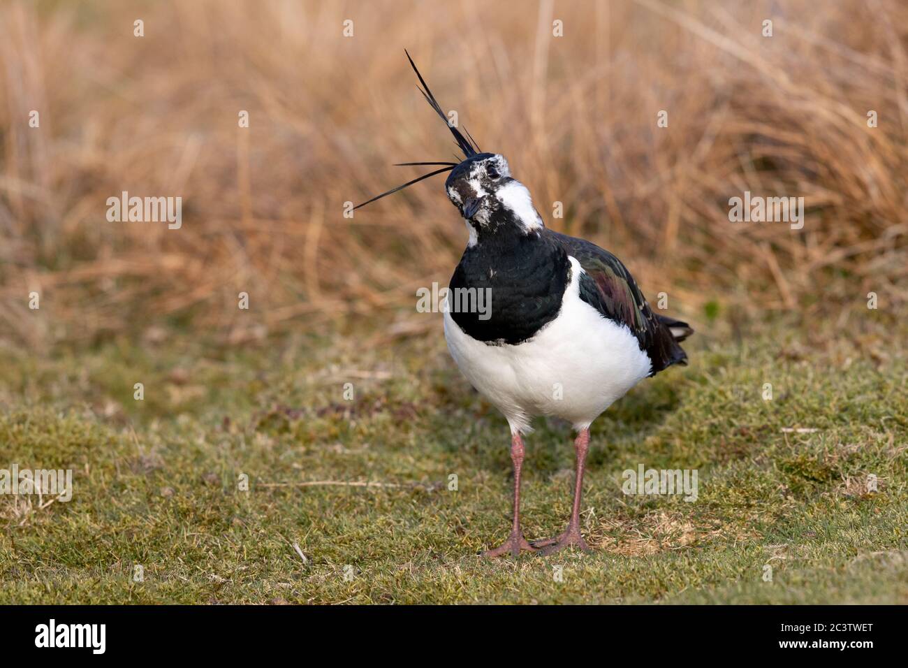 Un nain du Nord (Pluvialis abricaria) sur un domaine de tir dans les Pennines, dans le Yorkshire du Nord. Banque D'Images