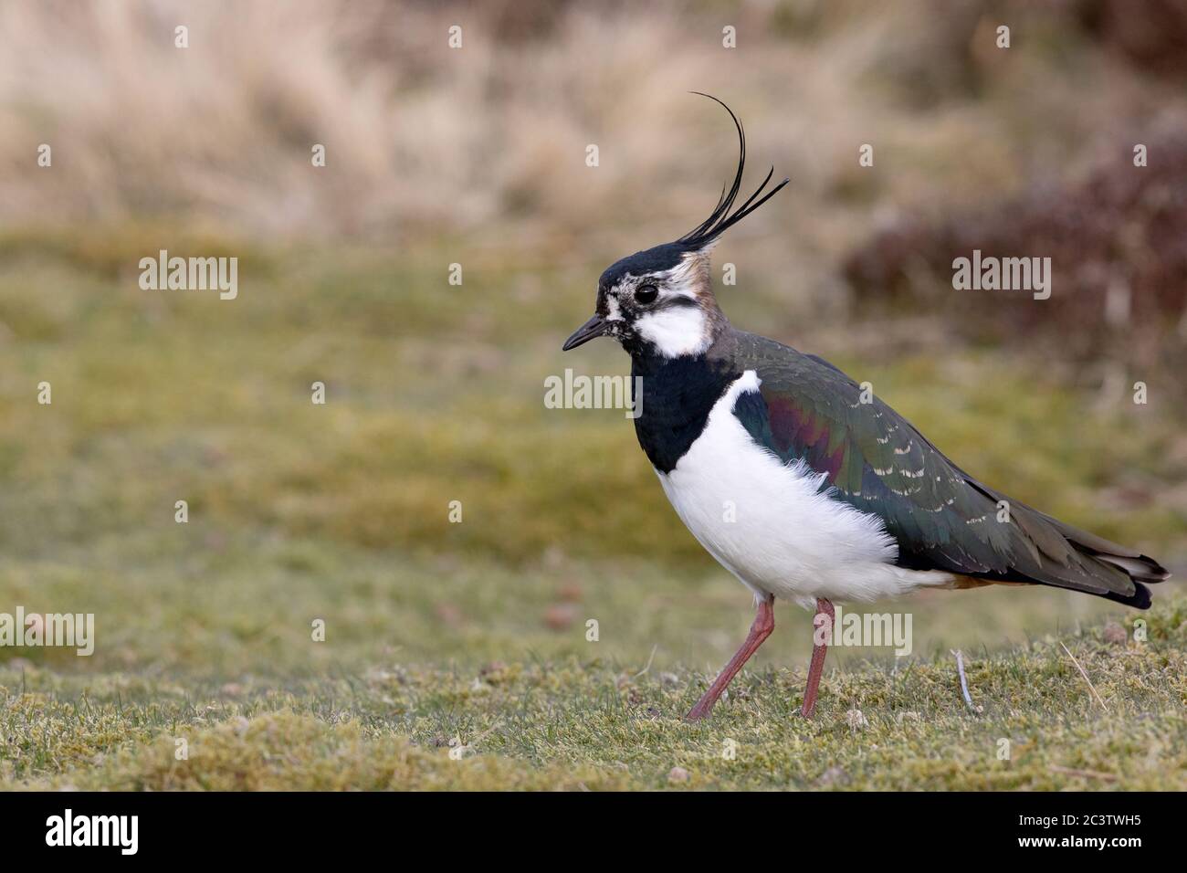 Un nain du Nord (Pluvialis abricaria) sur un domaine de tir dans les Pennines, dans le Yorkshire du Nord. Banque D'Images
