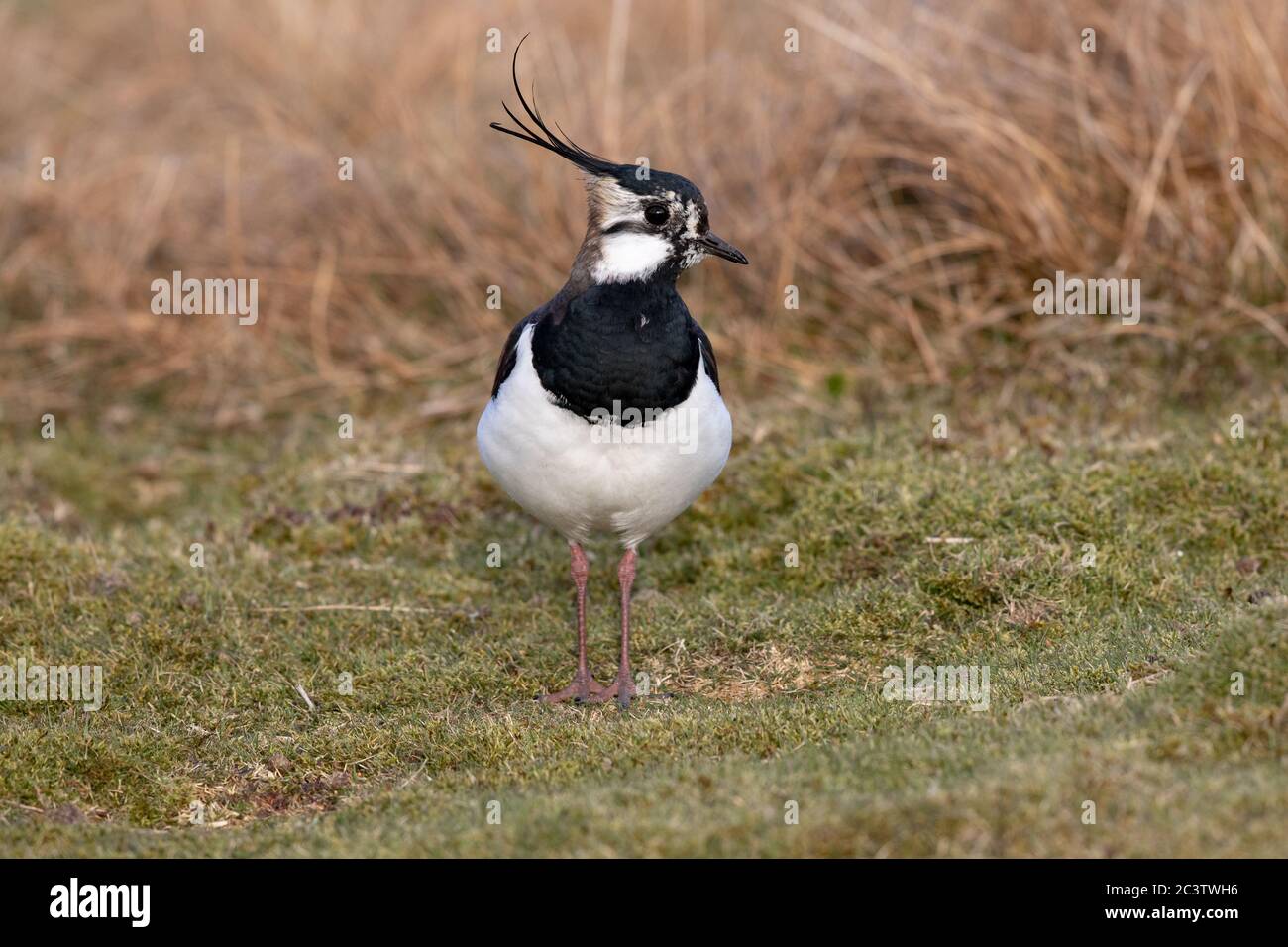 Un nain du Nord (Pluvialis abricaria) sur un domaine de tir dans les Pennines, dans le Yorkshire du Nord. Banque D'Images