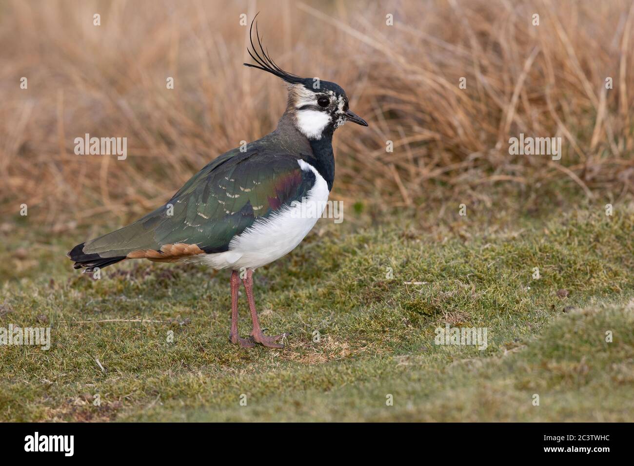 Un nain du Nord (Pluvialis abricaria) sur un domaine de tir dans les Pennines, dans le Yorkshire du Nord. Banque D'Images