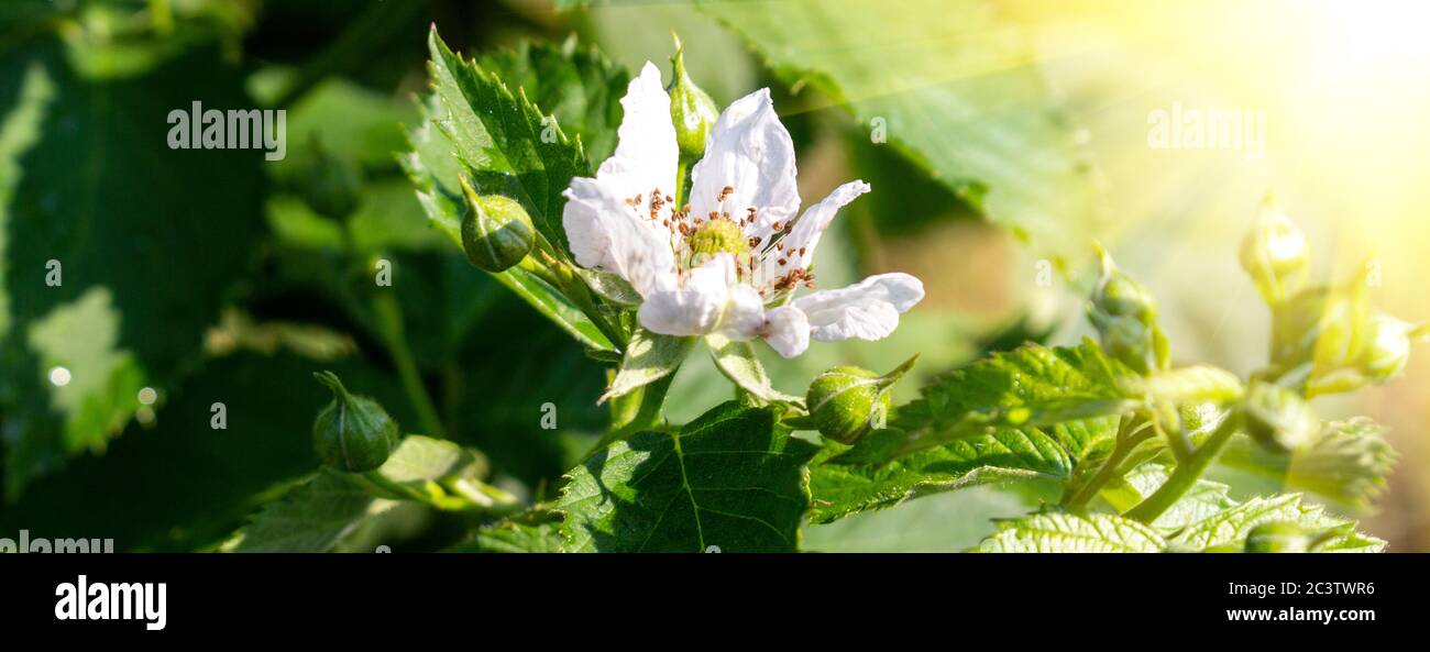 Vue panoramique avec fleur de blackberry dans le jardin. Banque D'Images