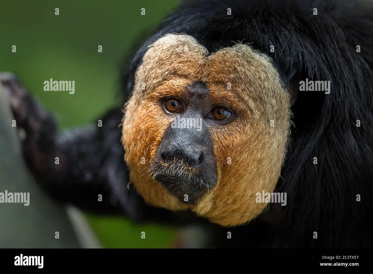 Guianan Saki - Pithecia pithia, beau primate timide rare des forêts tropicales sud-américaines, Brésil. Banque D'Images