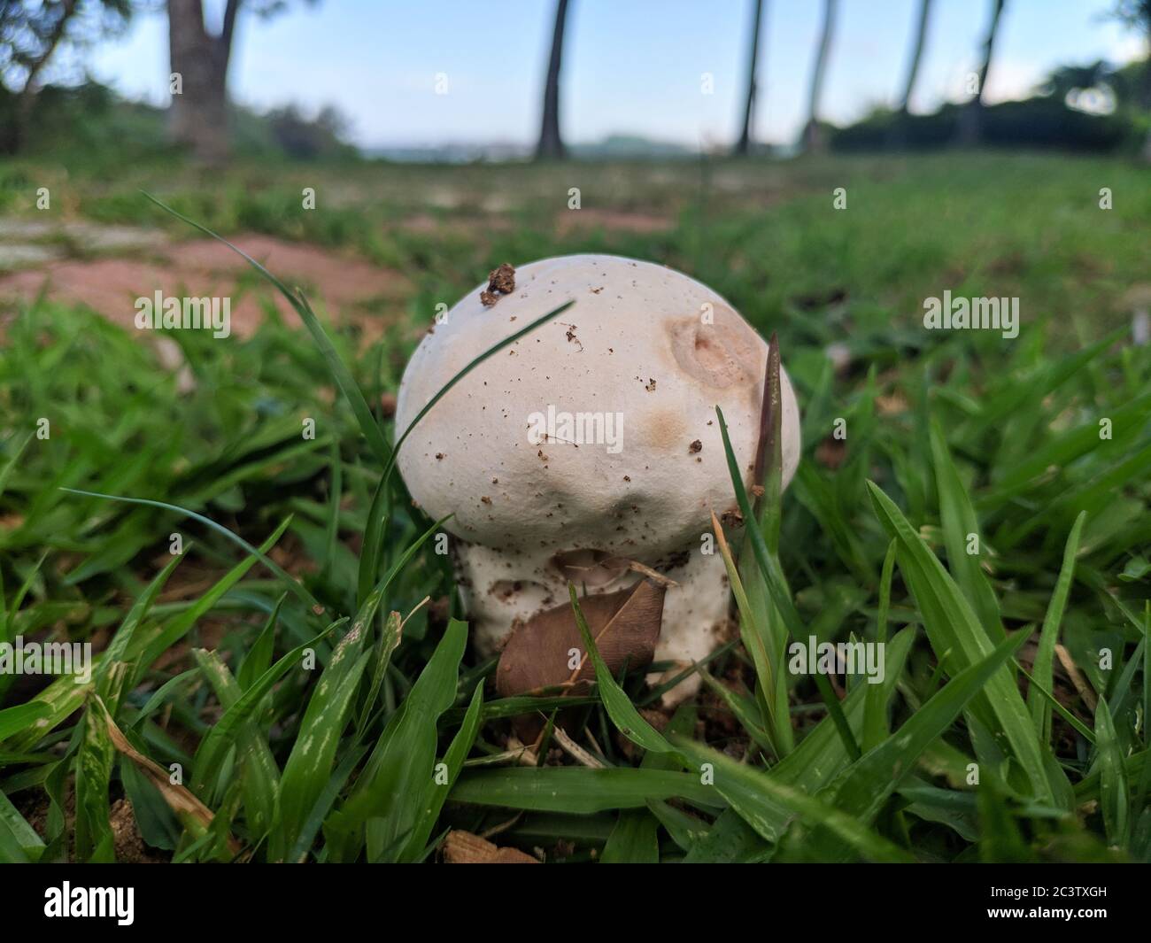 Un champignon blanc avec des points de boue dans la pelouse Banque D'Images