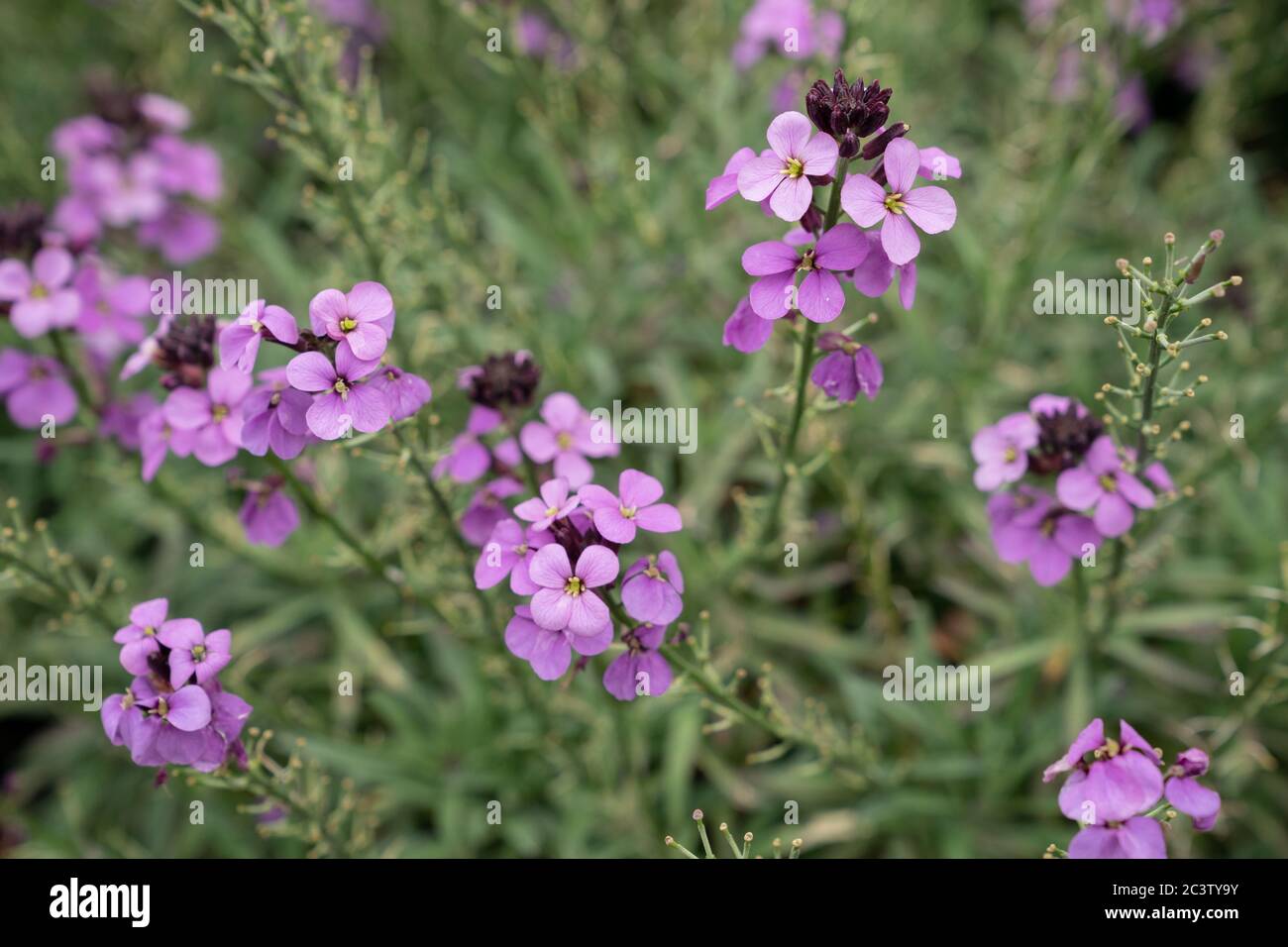 Erysimum Bowles Mauve (Erysimum linifolium glaucum) Banque D'Images