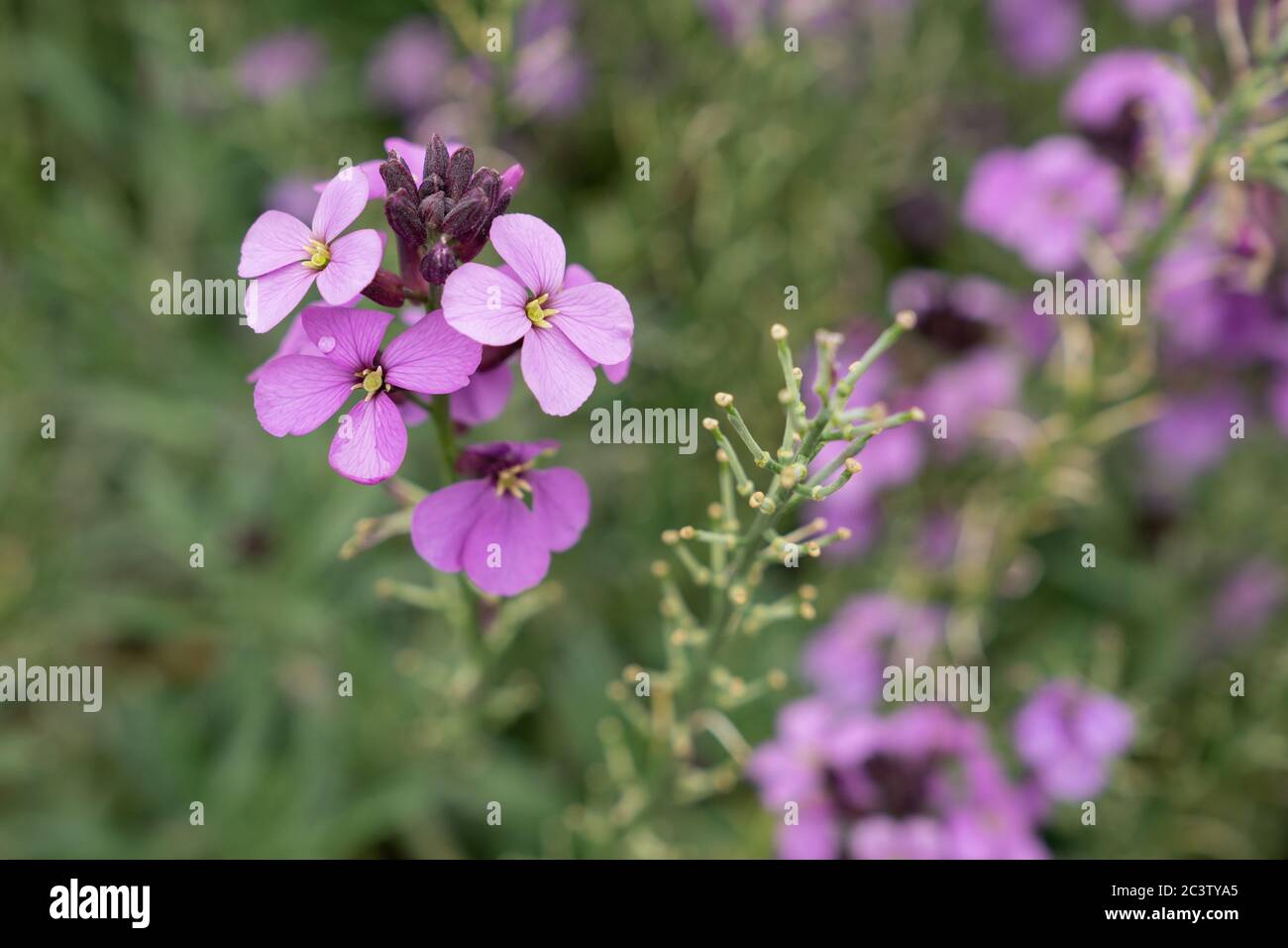 Erysimum Bowles Mauve (Erysimum linifolium glaucum) Banque D'Images