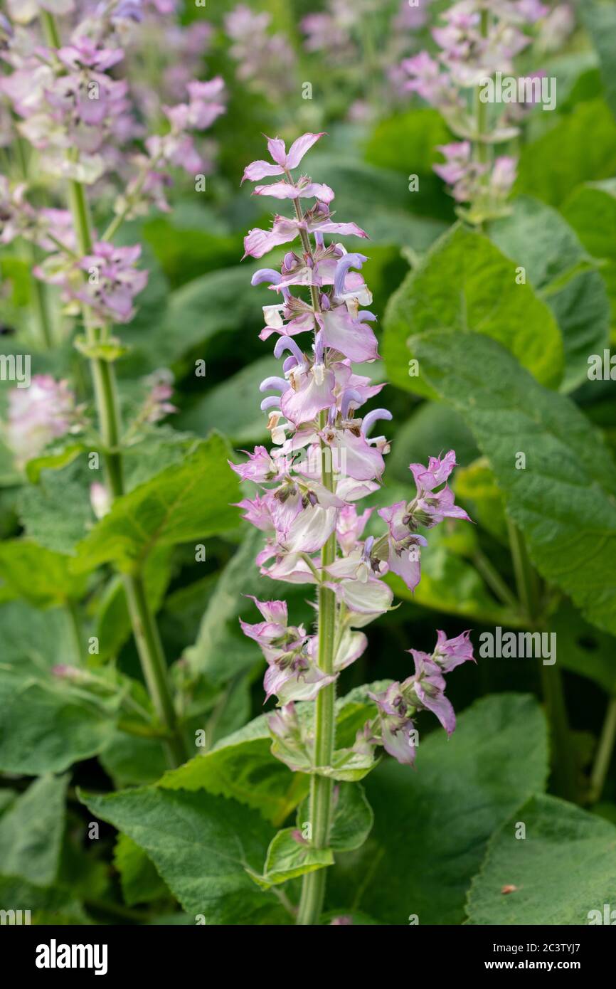 Clary (Salvia sclArea) Banque D'Images