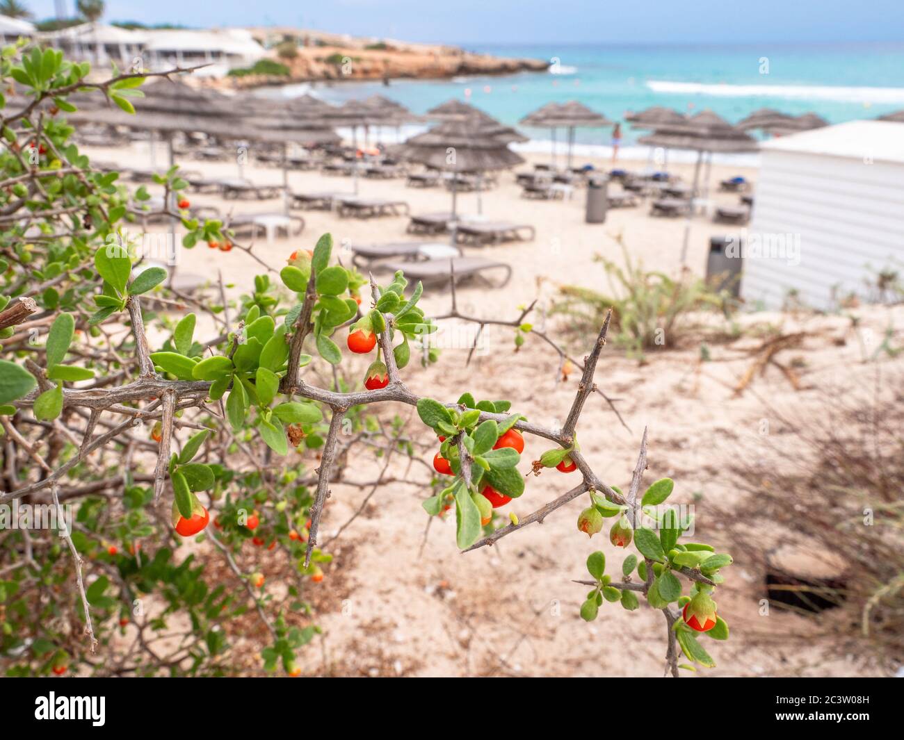 Arbuste à feuilles persistantes épineuses de bupthorn (Lycium ferocissimum) avec baies rouges lisses et arrondies, accroissant près de la mer Méditerranée et de la plage de Nissi. Banque D'Images