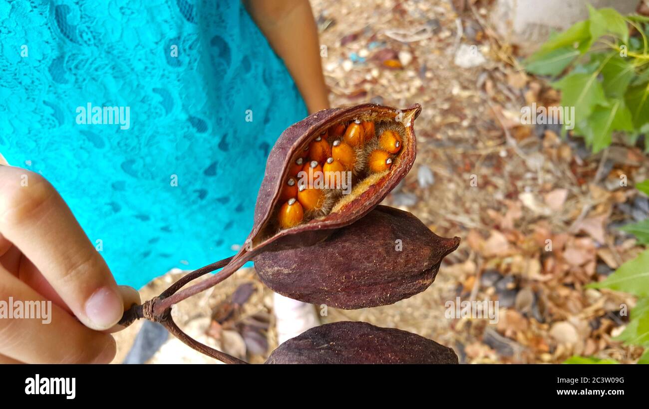 Une branche de graines d'orange dans des gousses brunes sèches de l'arbre de bouteille de kurrajong (brachychiton populneus) dans une main d'une fille en robe turquoise à Chypre. Banque D'Images