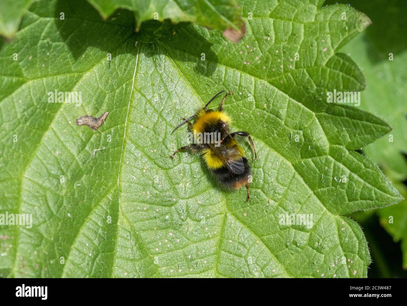 Début de Bumblebee resting on leaf Banque D'Images